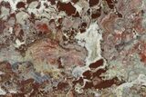 Polished, Cambrian Stromatolite (Madiganites) - Australia #150689-1